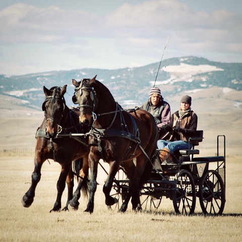 Montana - Working Horses with my Dad